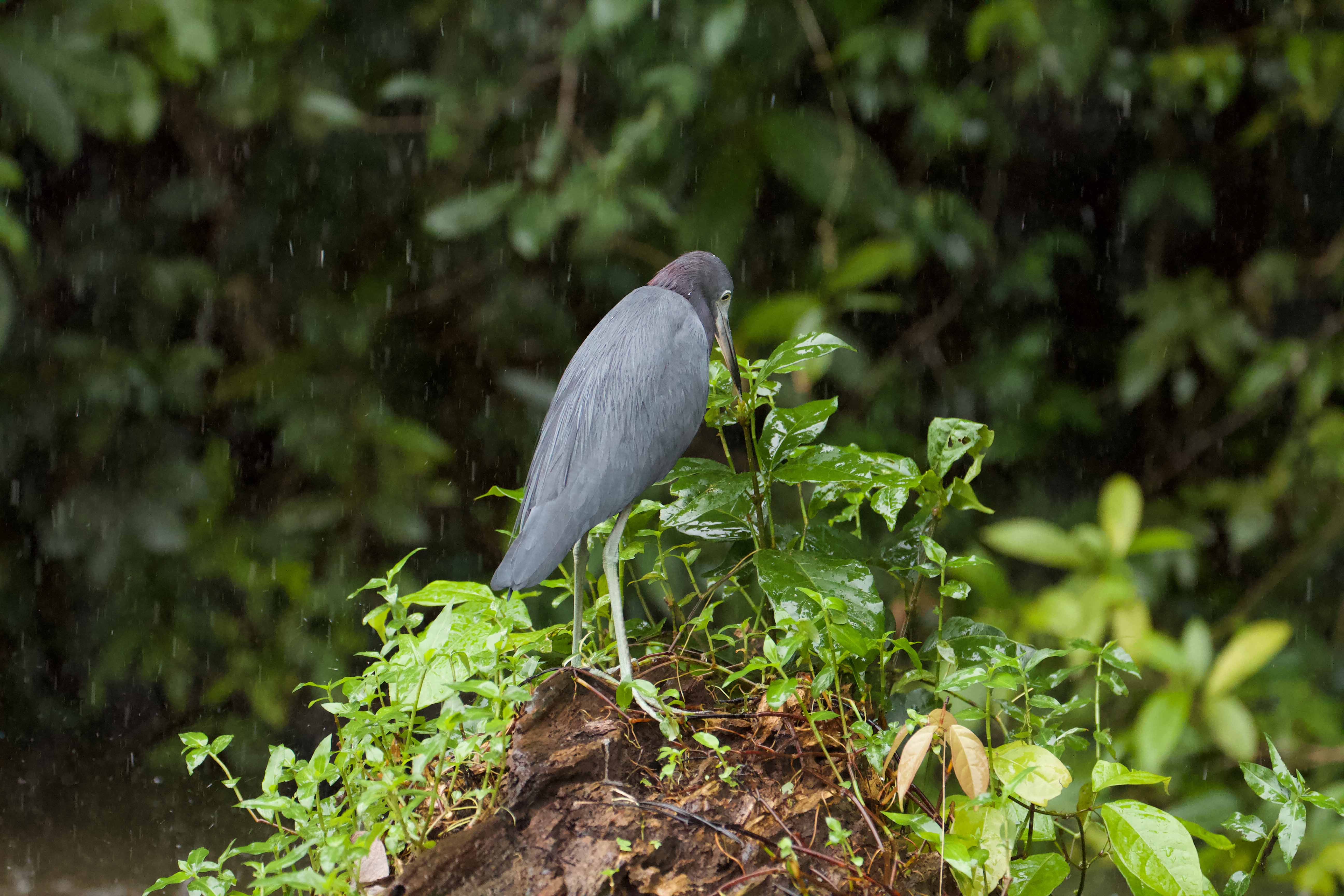 Costa Rica