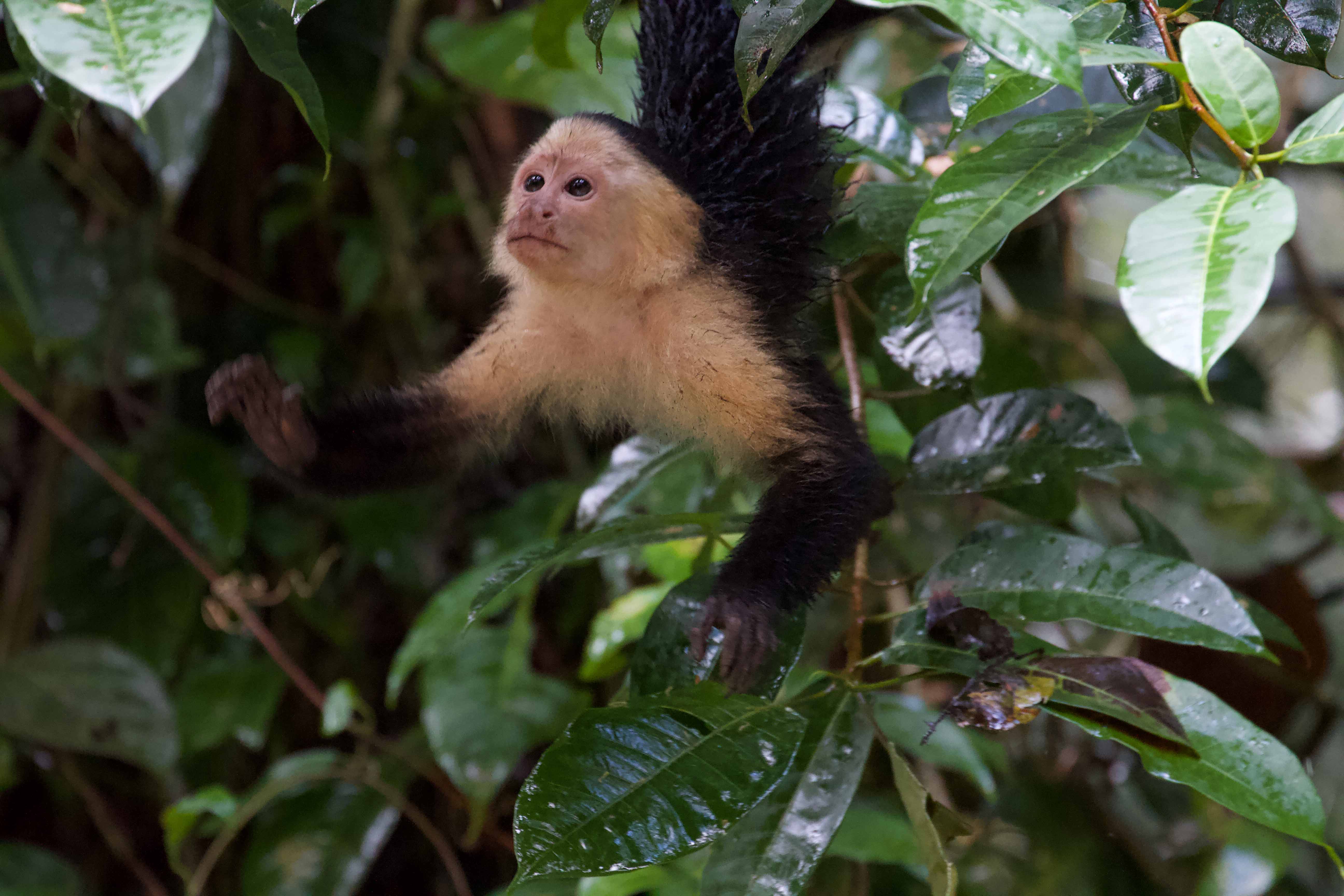 Costa Rica