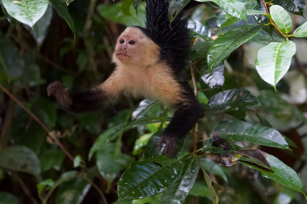 Costa Rica — photograph by Diego Bestonzo